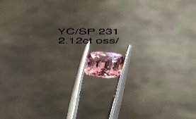 YC/SP231